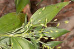 Bosc's panicgrass